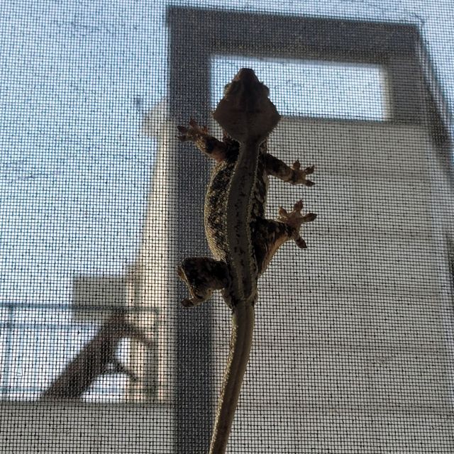 릴리화이트