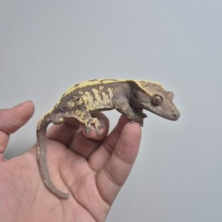 다크 텐저린 세이블