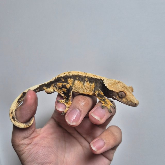 100%헷아잔틱 트라이