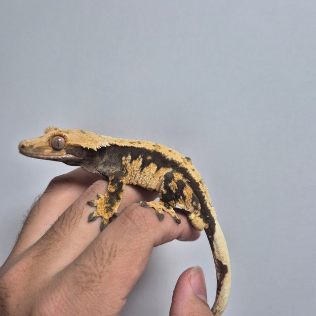 100%헷아잔틱 트라이