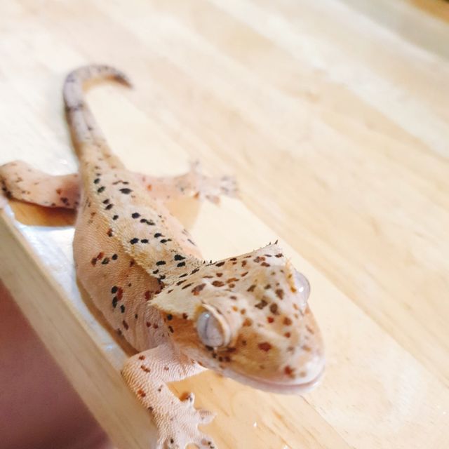 달마시안