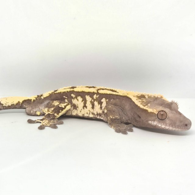 다크 텐저린 세이블