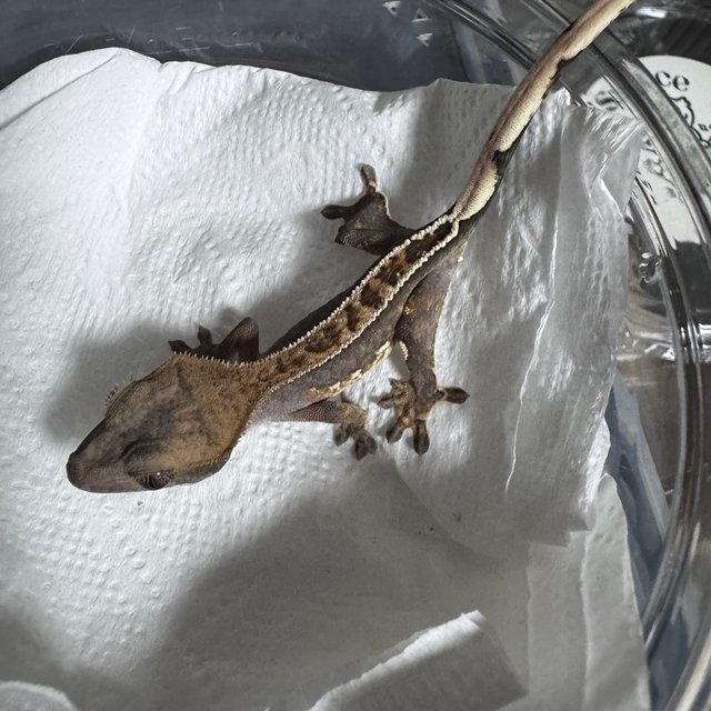 100%헷아잔틱 풀핀