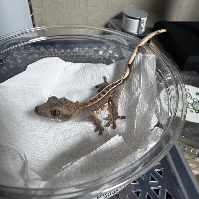 100%헷아잔틱 풀핀