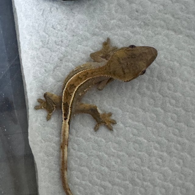 100%헷아잔틱 풀핀