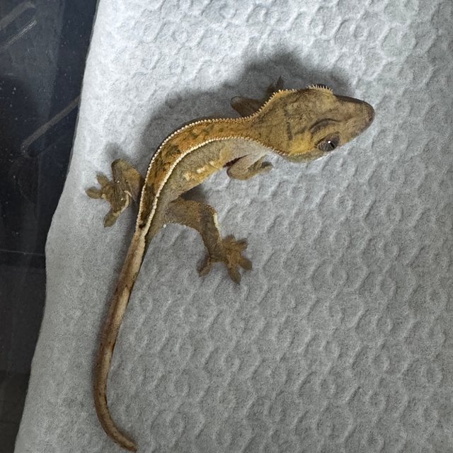 100%헷아잔틱 풀핀