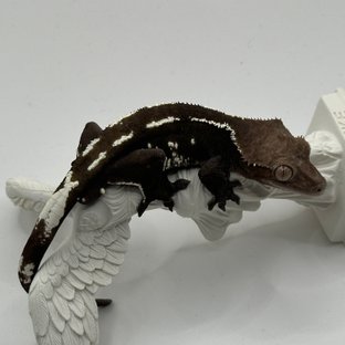 부가티