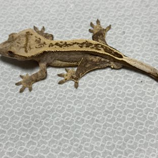 풀핀 쿼드