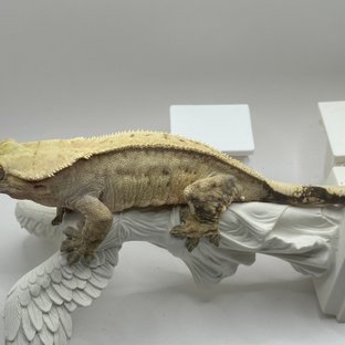 노멀 풀핀 크림시클