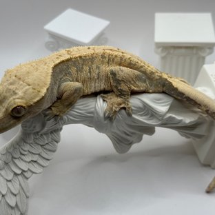 노멀 트라이 익스트림할리퀸