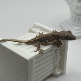 챠콜 팬텀 릴리화이트