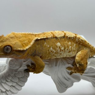 노멀 텐저린 익스트림할리퀸