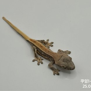 릴리화이트