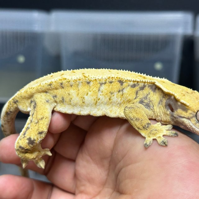 노멀 드리피 화이트스팟