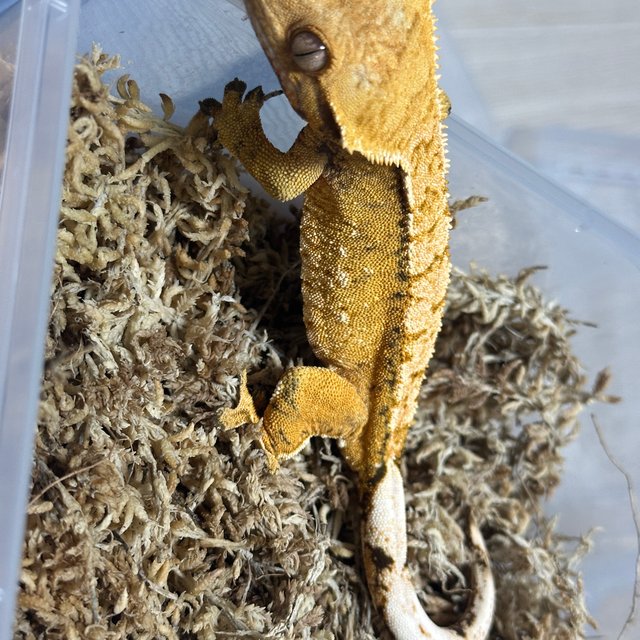 노멀 텐저린 트라이