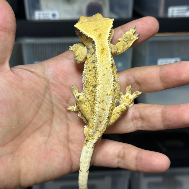 노멀 드리피 화이트스팟