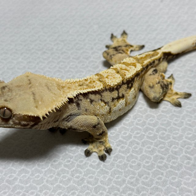 트라이 화이트스팟