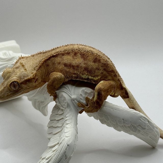 릴리화이트 팬텀