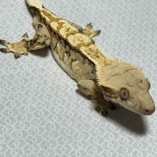 트라이 화이트스팟