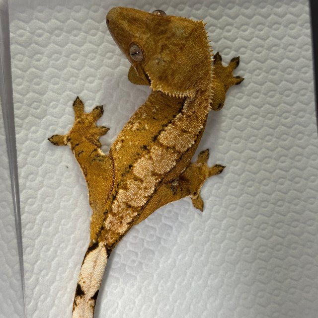 노멀 텐저린 트라이