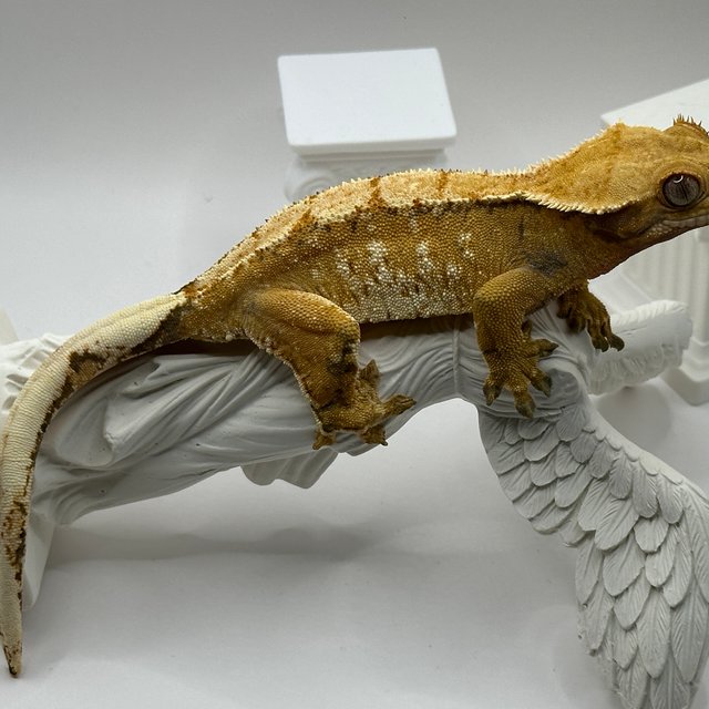 노멀 텐저린 익스트림할리퀸