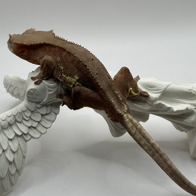 릴리100%헷아잔틱 프라푸치노 팬텀