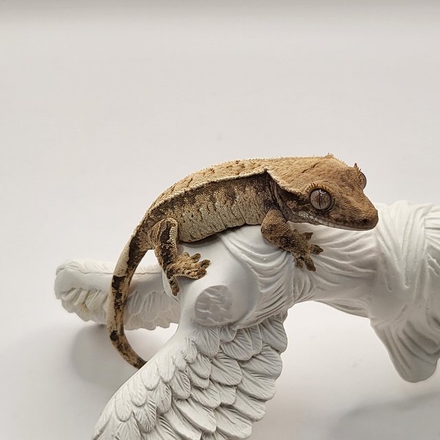 트라이 익스트림할리퀸