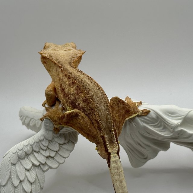 릴리화이트 팬텀