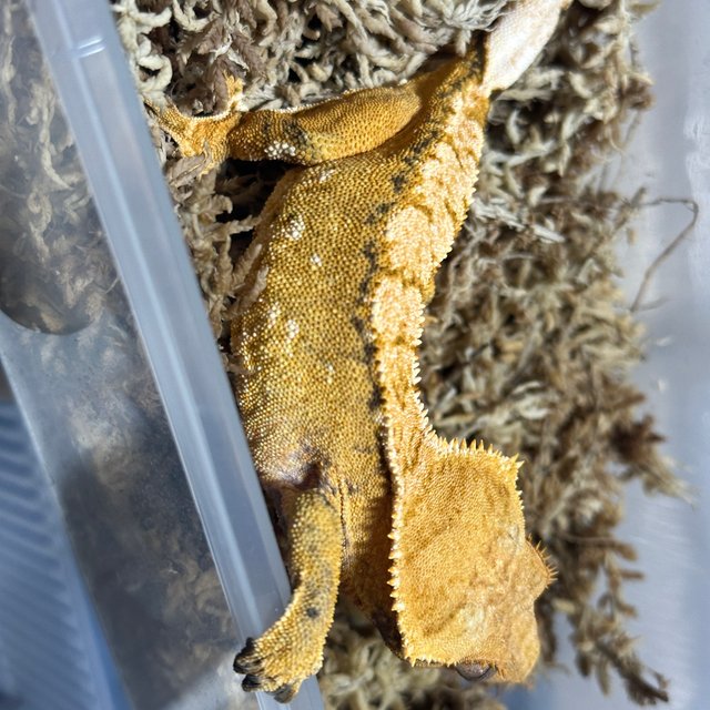 노멀 텐저린 트라이