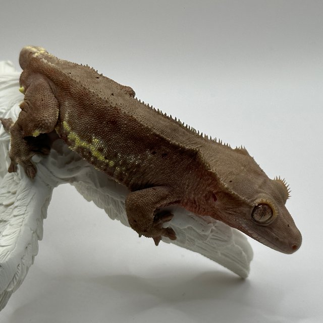 릴리100%헷아잔틱 프라푸치노 팬텀