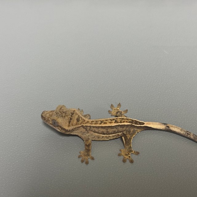 노멀 쿼드 풀핀