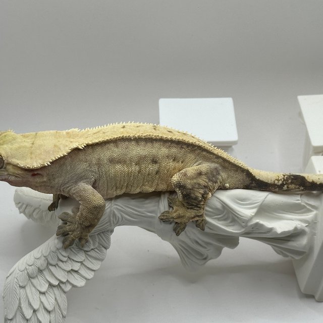 노멀 풀핀 크림시클