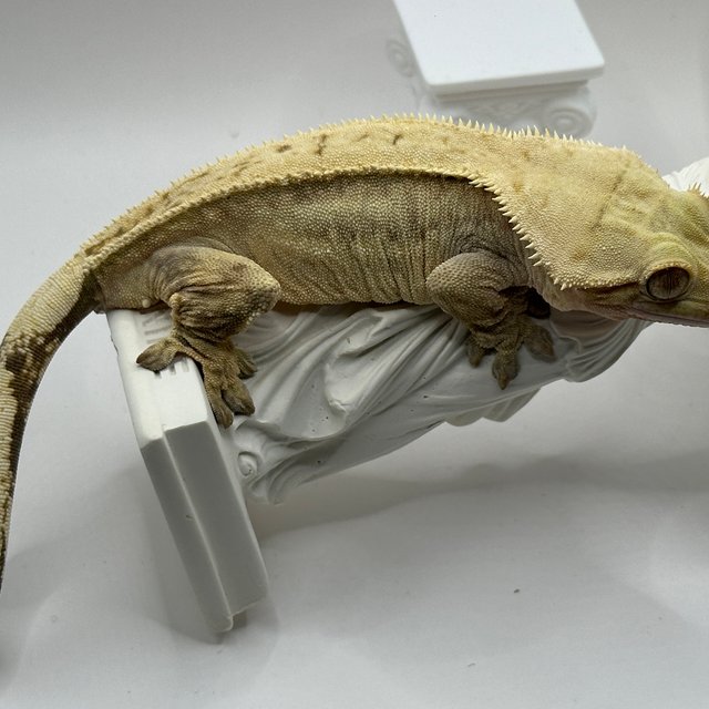 노멀 풀핀 크림시클