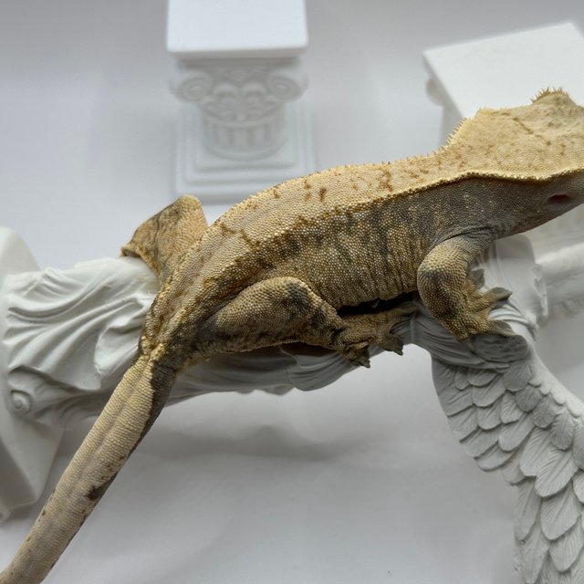 노멀 트라이 익스트림할리퀸