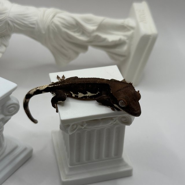 릴리화이트 팬텀 챠콜