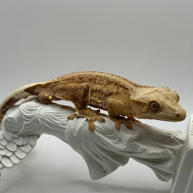 릴리화이트 팬텀