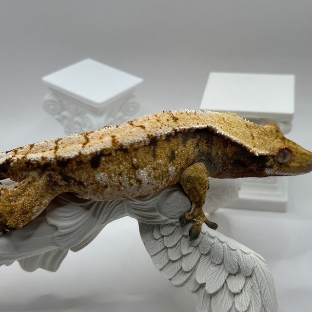 트라이 익스트림할리퀸