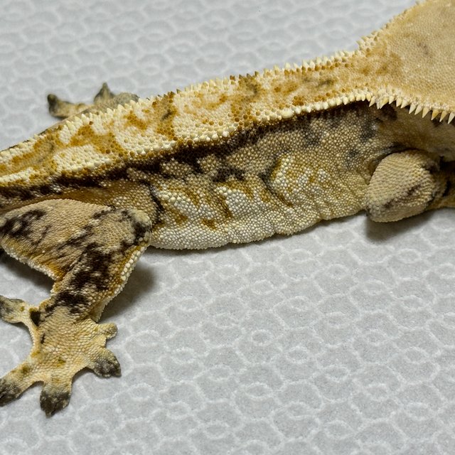 트라이 화이트스팟