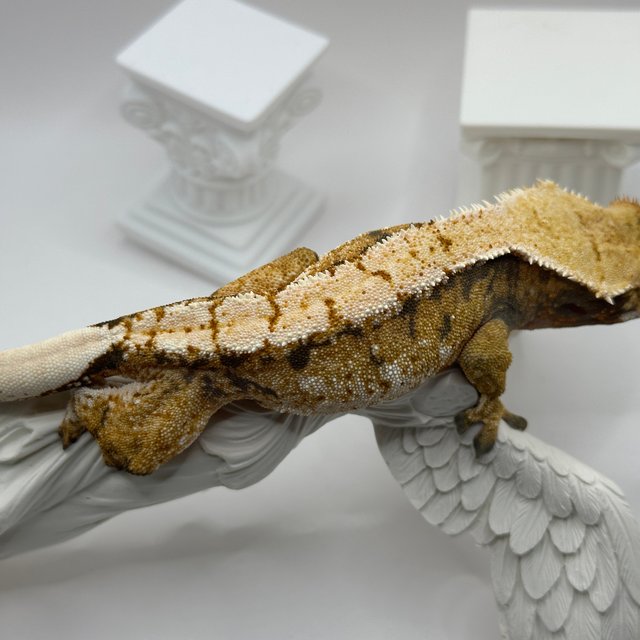 트라이 익스트림할리퀸