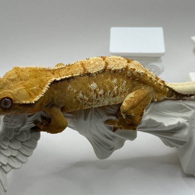 노멀 텐저린 익스트림할리퀸