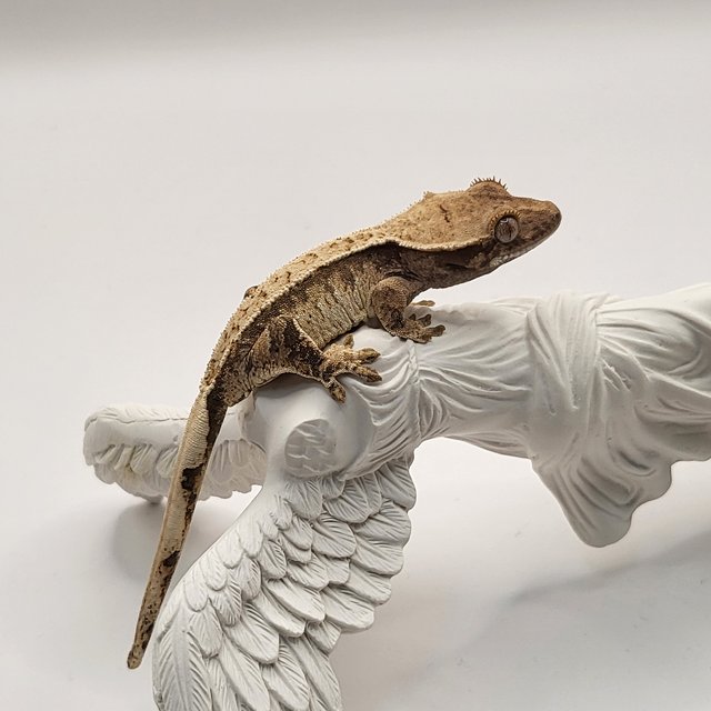 트라이 익스트림할리퀸