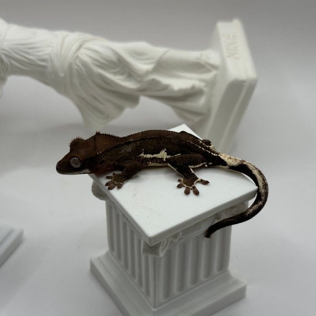 릴리화이트 팬텀 챠콜