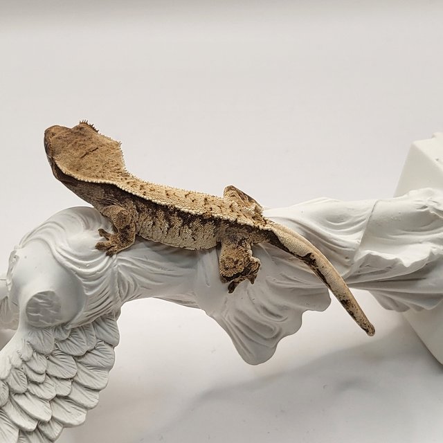 트라이 익스트림할리퀸