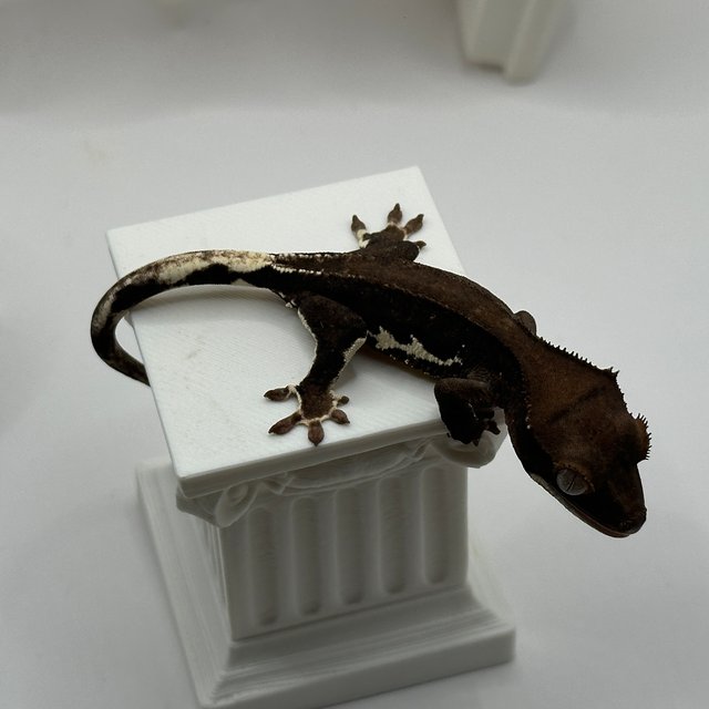 릴리화이트 팬텀 챠콜