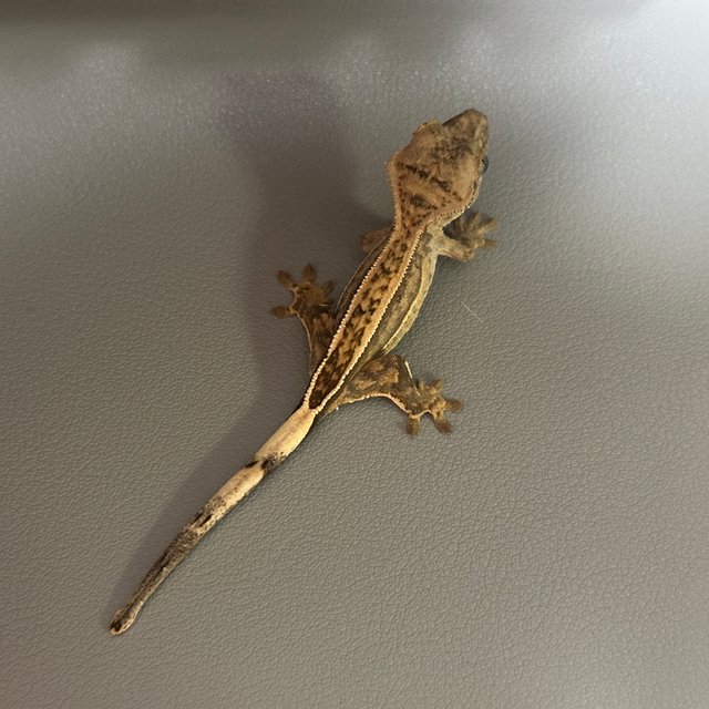 노멀 쿼드 풀핀