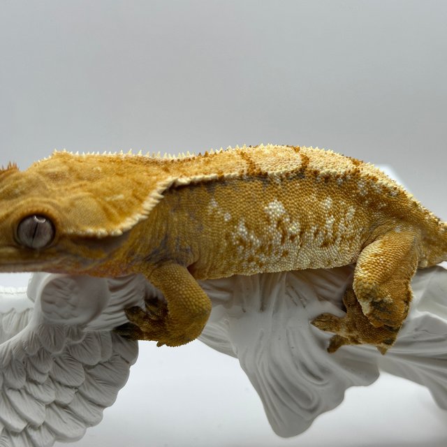 노멀 텐저린 익스트림할리퀸