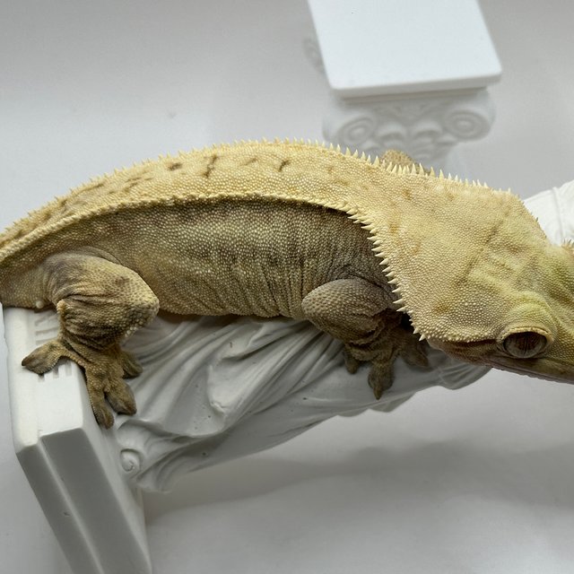 노멀 풀핀 크림시클