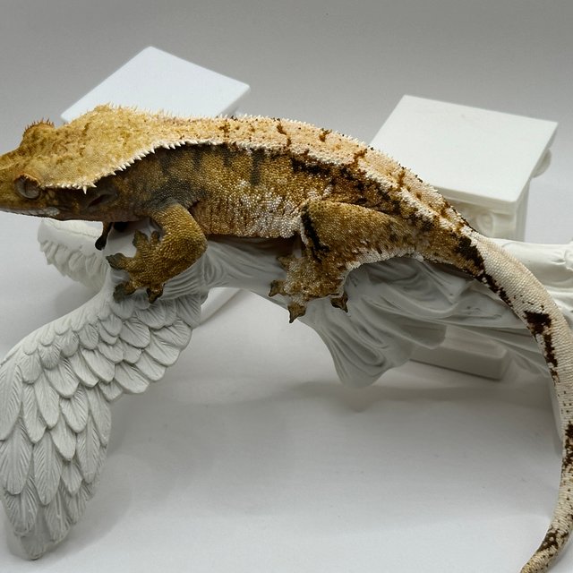 트라이 익스트림할리퀸