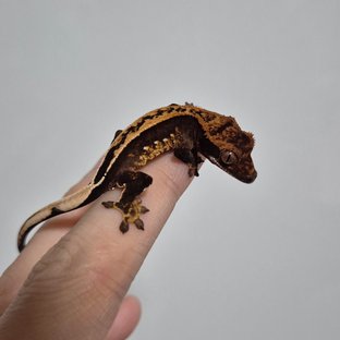 LU0010
