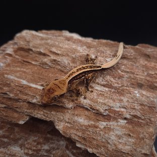 슈퍼스트라이프 엠티백